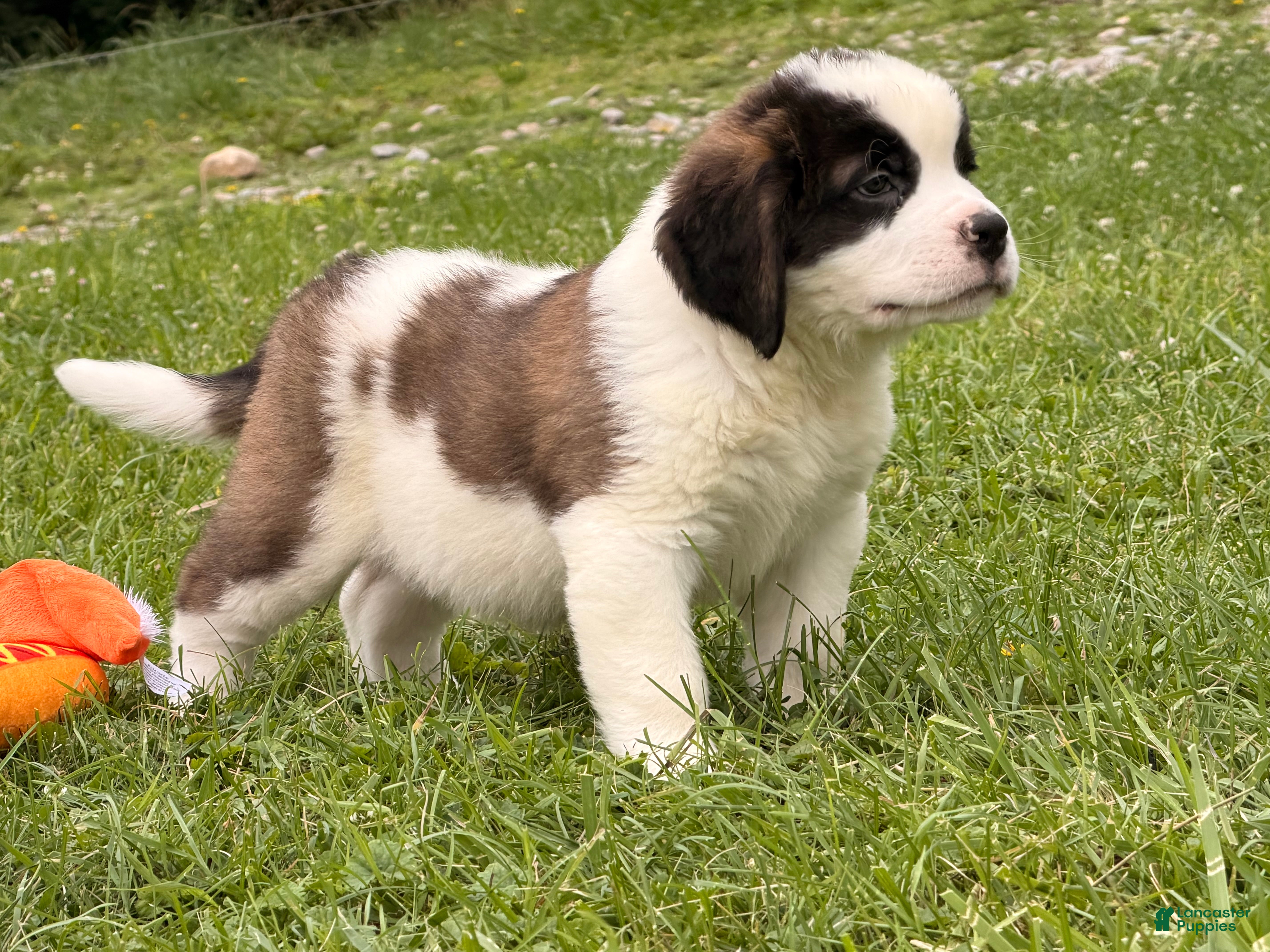 Saint Bernard dogs Betsy  - Ad 1