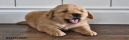 Golden Retriever dogs for sale: Zilla - Ad 1