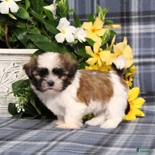 Shih Tzu dogs Tristin - Ad 2