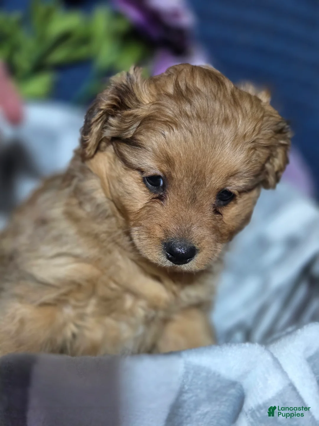Mixed Breed dogs for sale: Baby - Ad 1