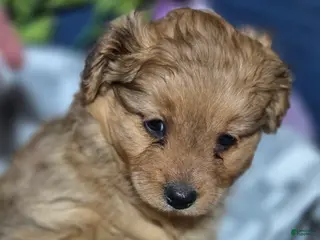 Mixed Breed dogs Baby - Ad 27