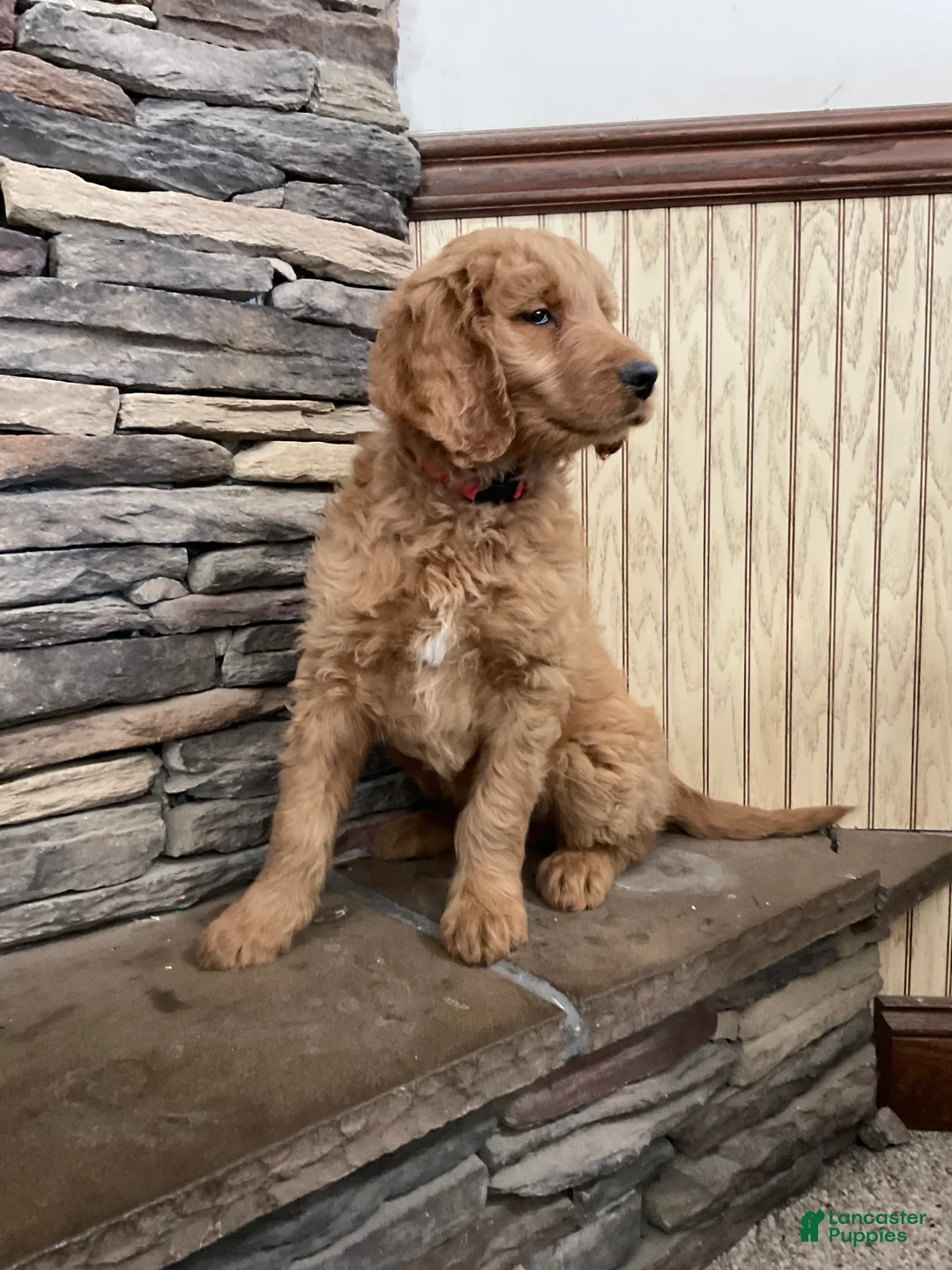 Goldendoodle dogs for sale: Clark - Ad 11