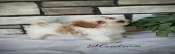 Shihpoo dogs for sale: hudson - Ad 2