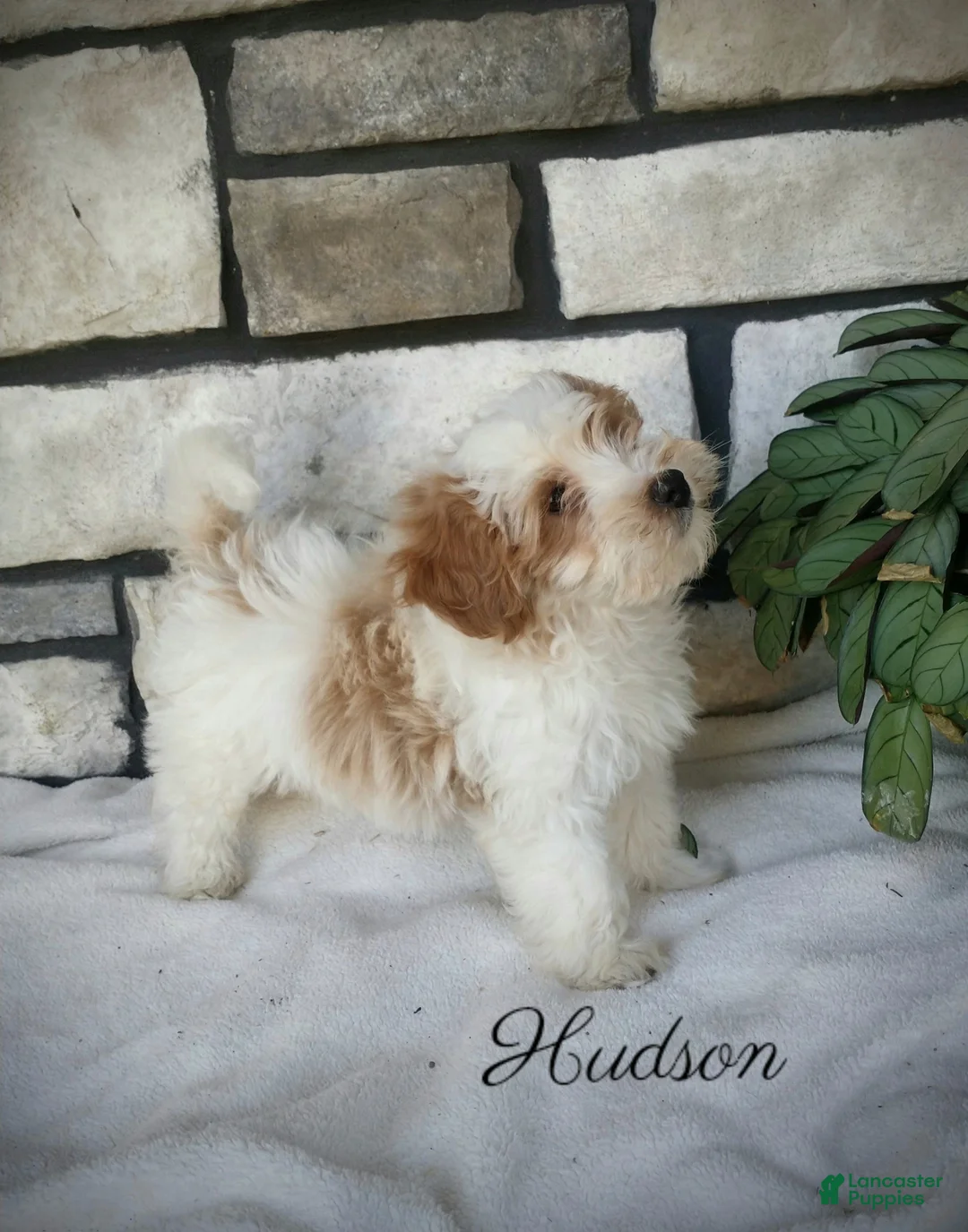 Shihpoo dogs for sale: hudson - Ad 2