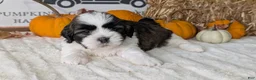 Shih Tzu dogs for sale: Kylo - Ad 7