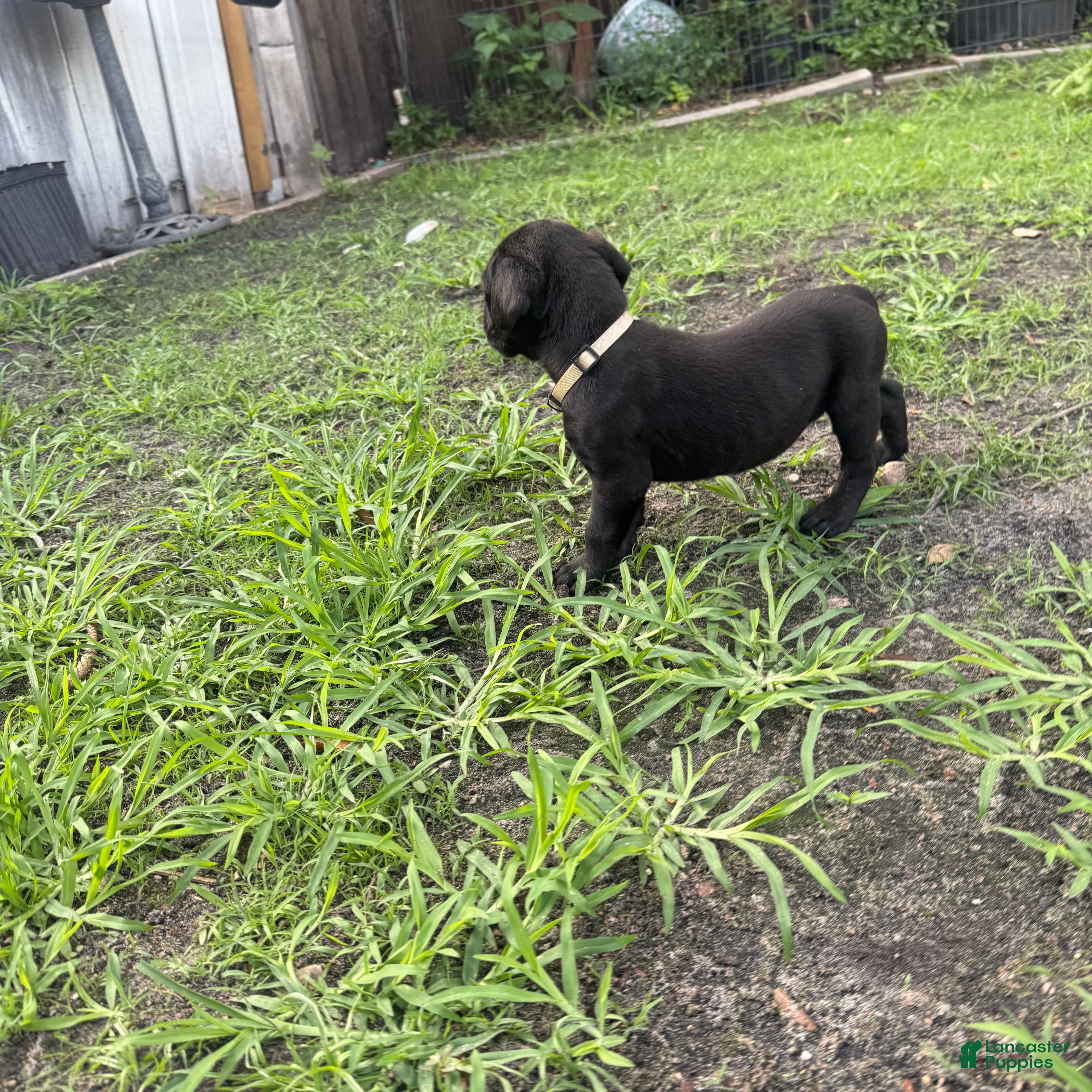 Cane Corso dogs Cane Corso Puppy 5 - Ad 32