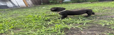 Cane Corso Puppy 5