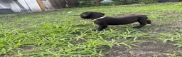 Cane Corso dogs for sale: Cane Corso Puppy 5 - Ad 1