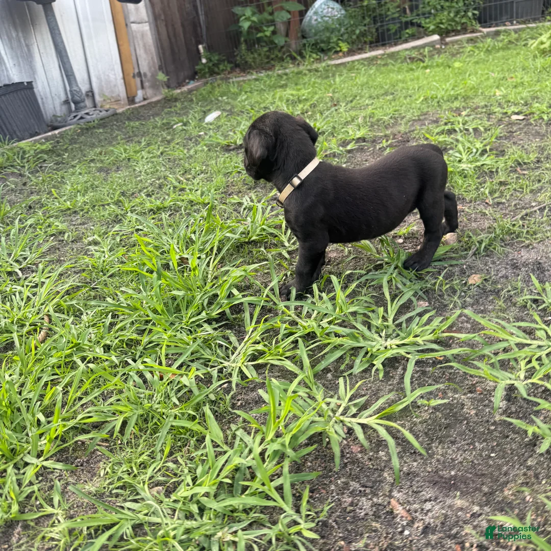 Cane Corso dogs for sale: Cane Corso Puppy 5 - Ad 1