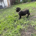 Cane Corso Puppy 5