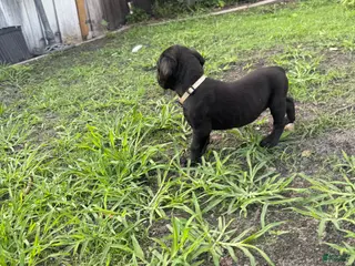Cane Corso dogs Cane Corso Puppy 5 - Ad 39