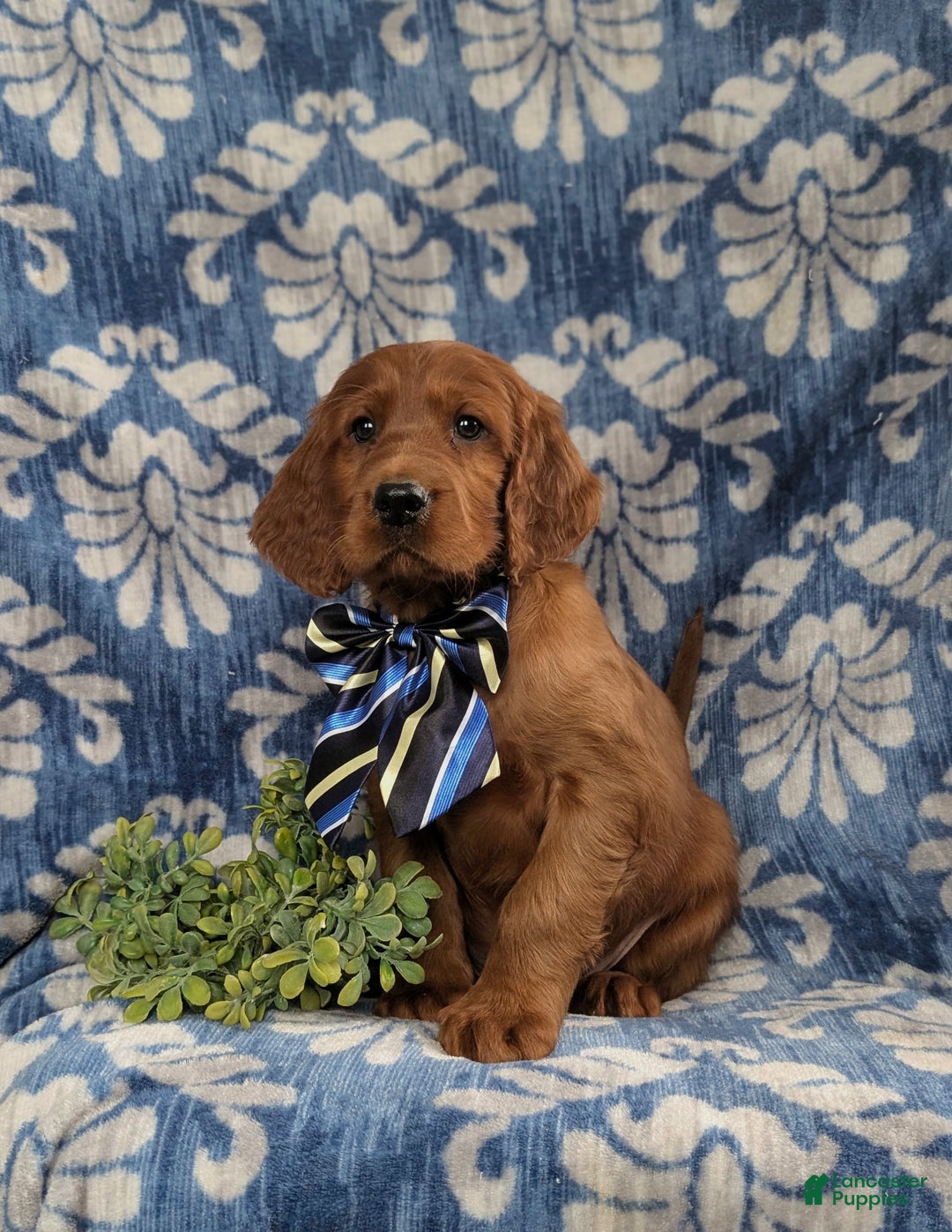 Irish Setter dogs for sale: Devan - Ad 4