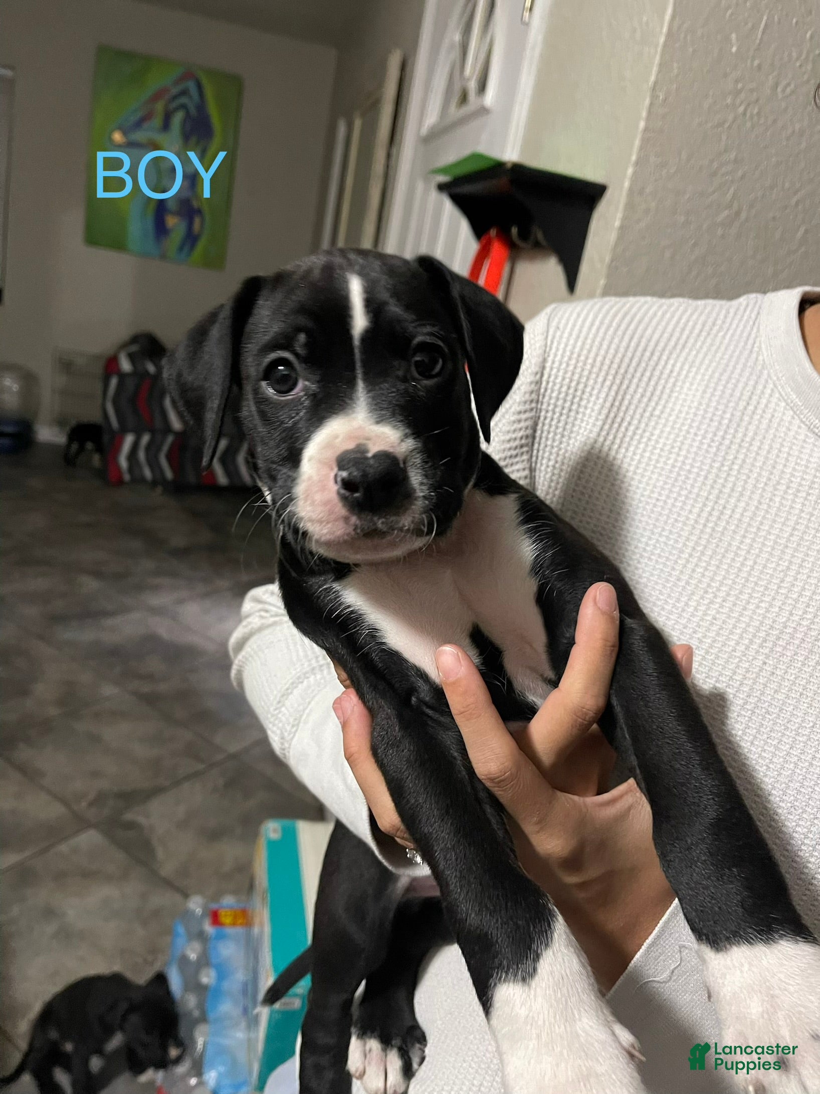 Mixed Breed dogs for sale: Mixed Breed 1 - Ad 21