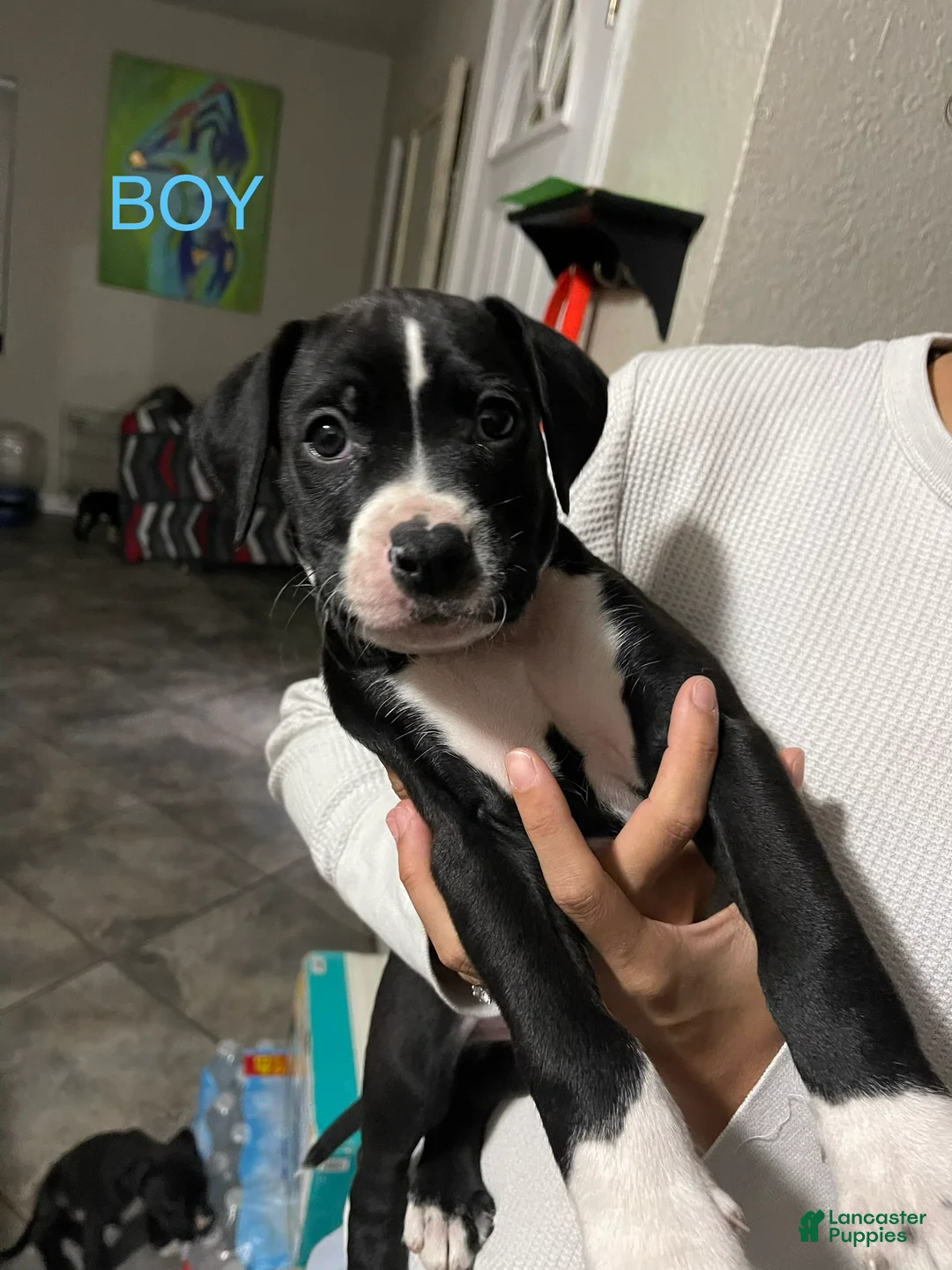 Mixed Breed dogs for sale: Mixed Breed 1 - Ad 1