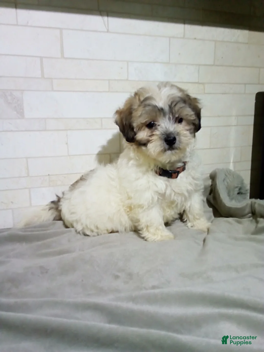 Maltipoo dogs for sale: George - Ad 3