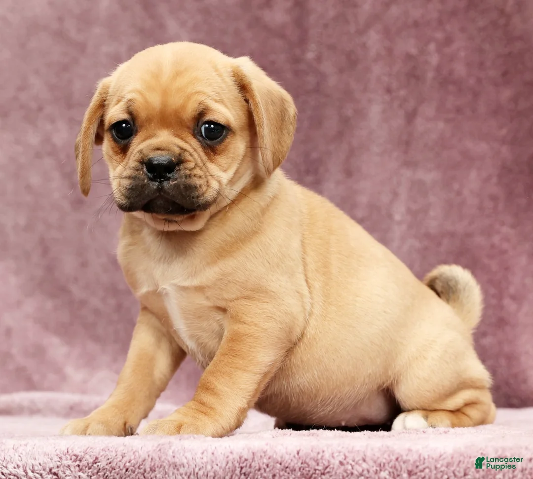 Puggle dogs for sale: Sophie - Ad 1