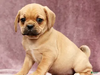 Puggle dogs for sale: Sophie - Ad 4