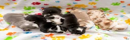 English Bulldog dogs for sale: English Bulldog 5 - Ad 1