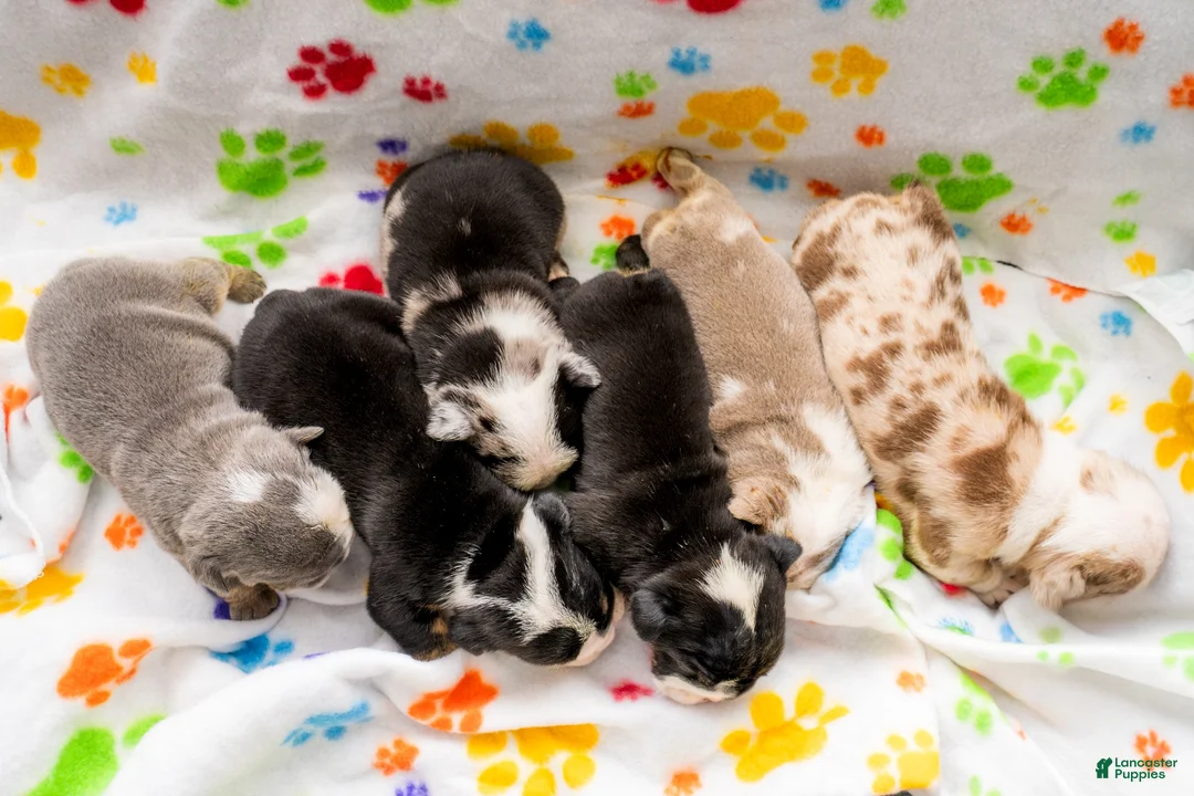 English Bulldog dogs for sale: English Bulldog 5 - Ad 1