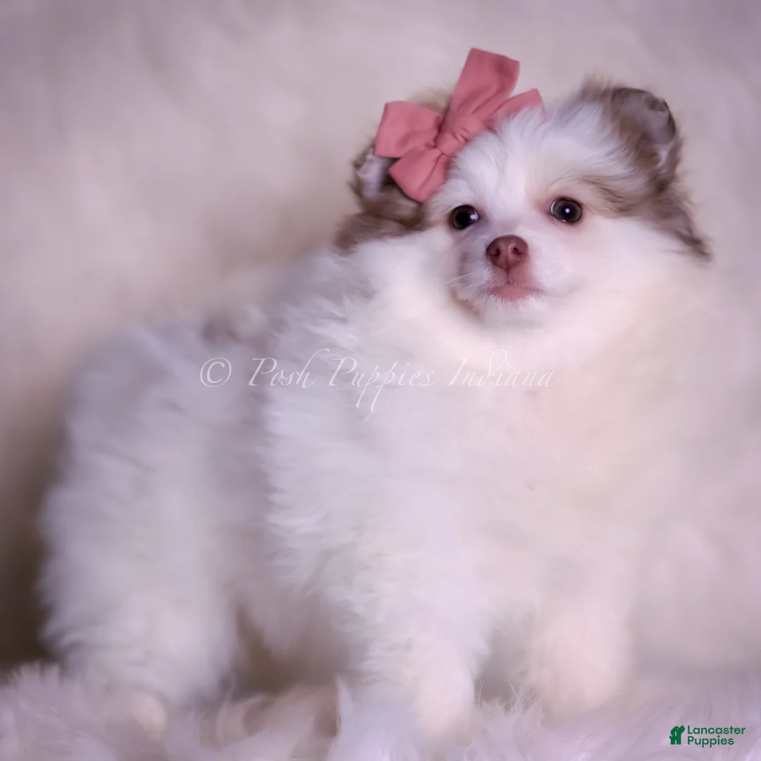 Pomeranian dogs for sale: Cammie - Ad 5