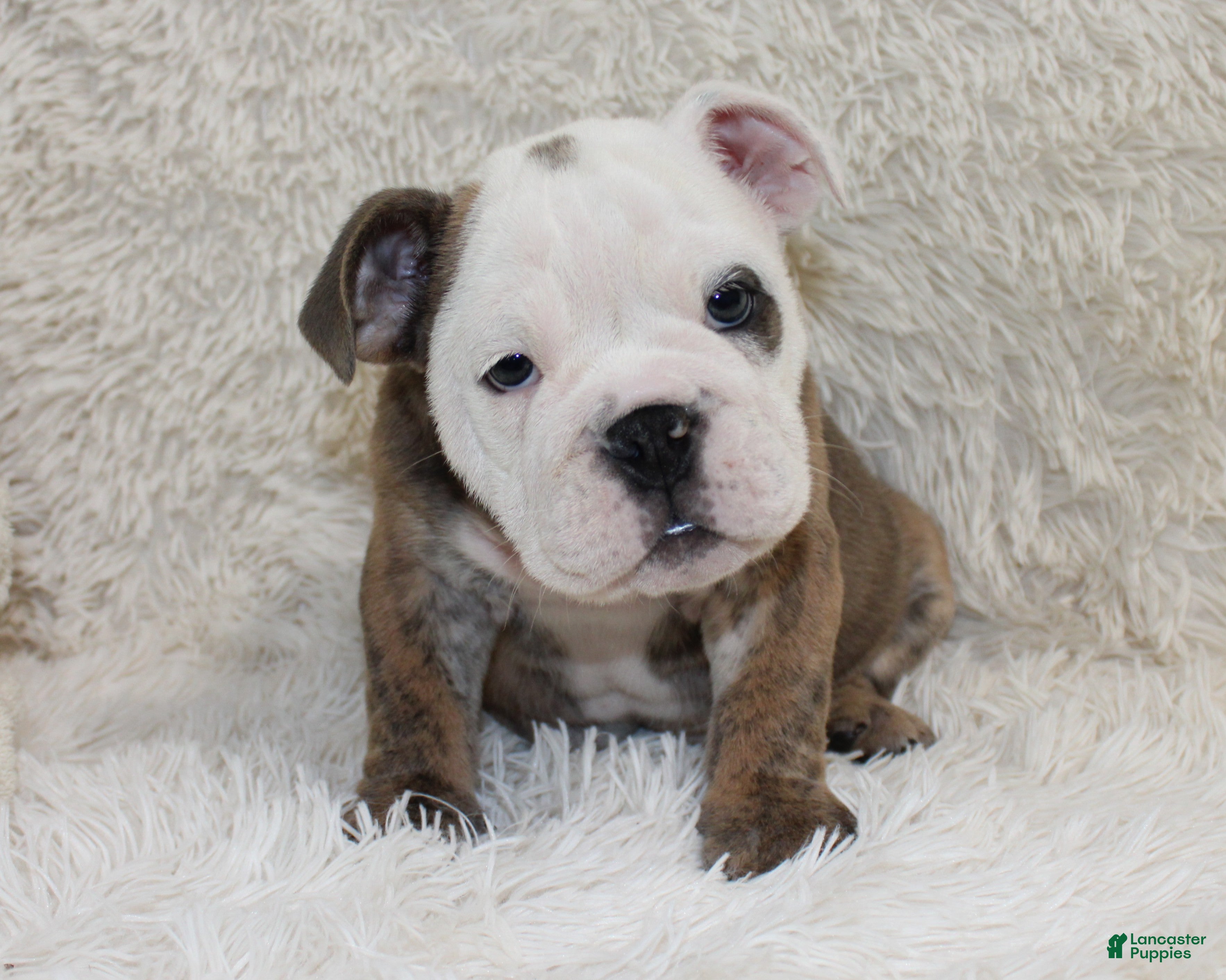 English Bulldog dogs Curry - Ad 2
