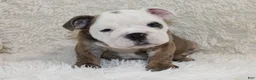 English Bulldog dogs for sale: Curry - Ad 2