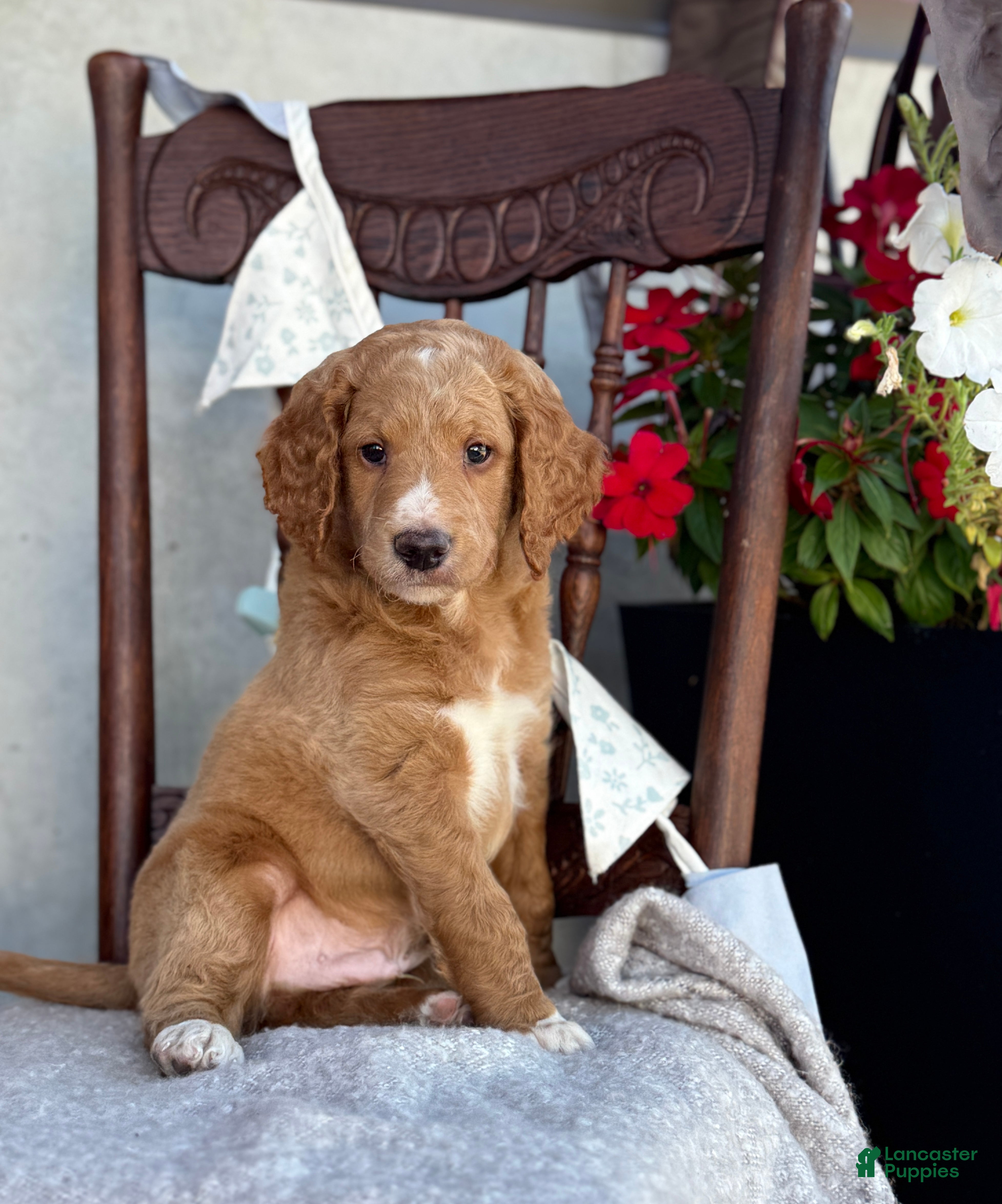 Goldendoodle dogs Chaser - Ad 1