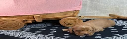 Miniature Dachshund dogs for sale: Dark cream  - Ad 28