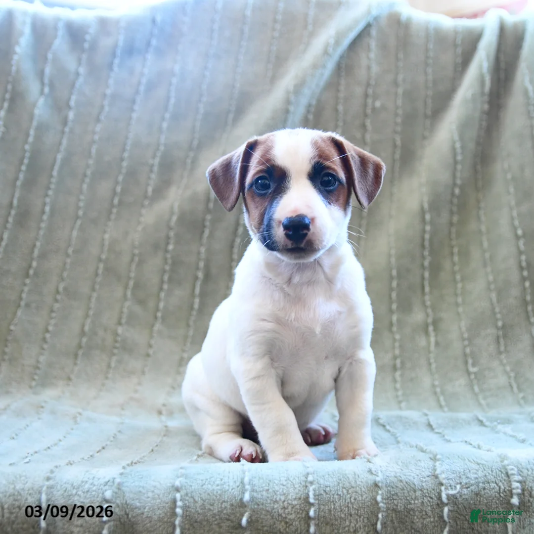 Jack Russell Terrier dogs for sale: Willie - Ad 3