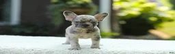 French Bulldog dogs for sale: Joy - Ad 10