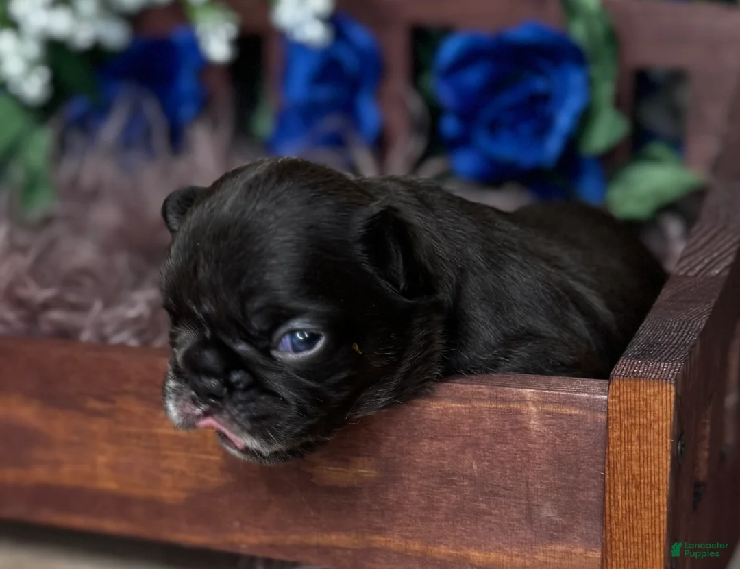 French Bulldog dogs for sale: Truffles  - Ad 11
