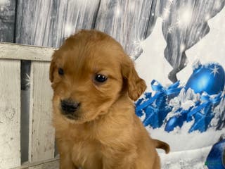 Golden Retriever dogs Molly - Ad 17