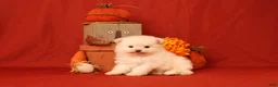Pomeranian dogs for sale: Jane  - Ad 6