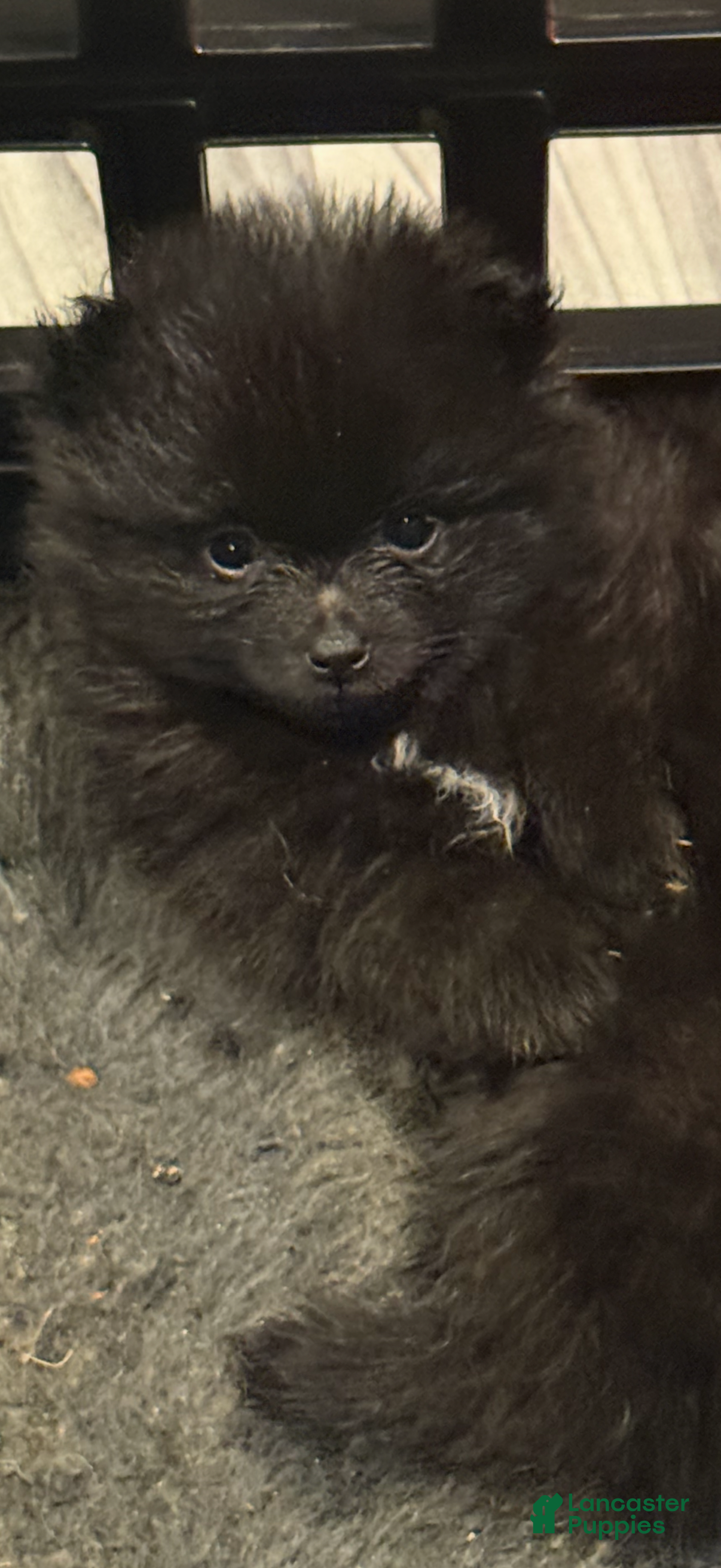 Pomeranian dogs Dolly ( Parton )  - Ad 1