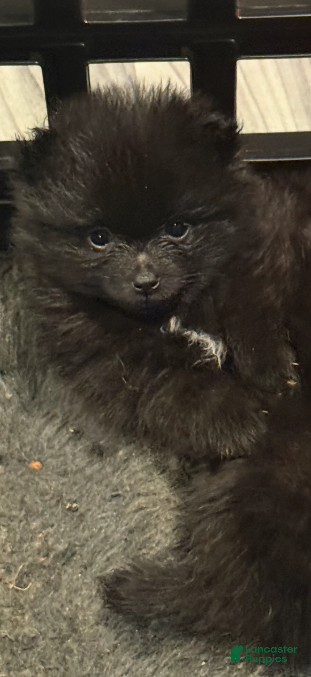 Pomeranian dogs for sale: Dolly ( Parton )  - Ad 1