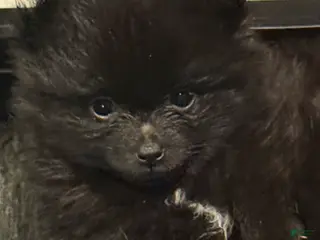 Pomeranian dogs for sale: Dolly ( Parton ) - Ad 3