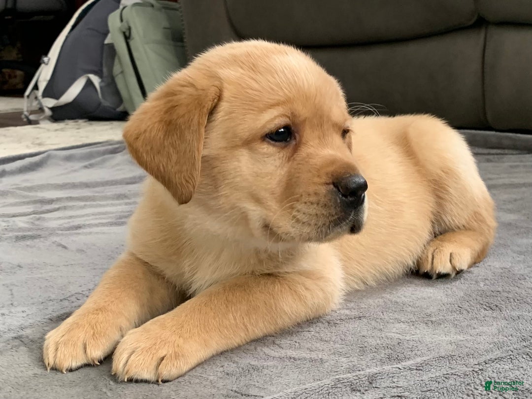 Labrador Retriever dogs for sale: Remington - Ad 5