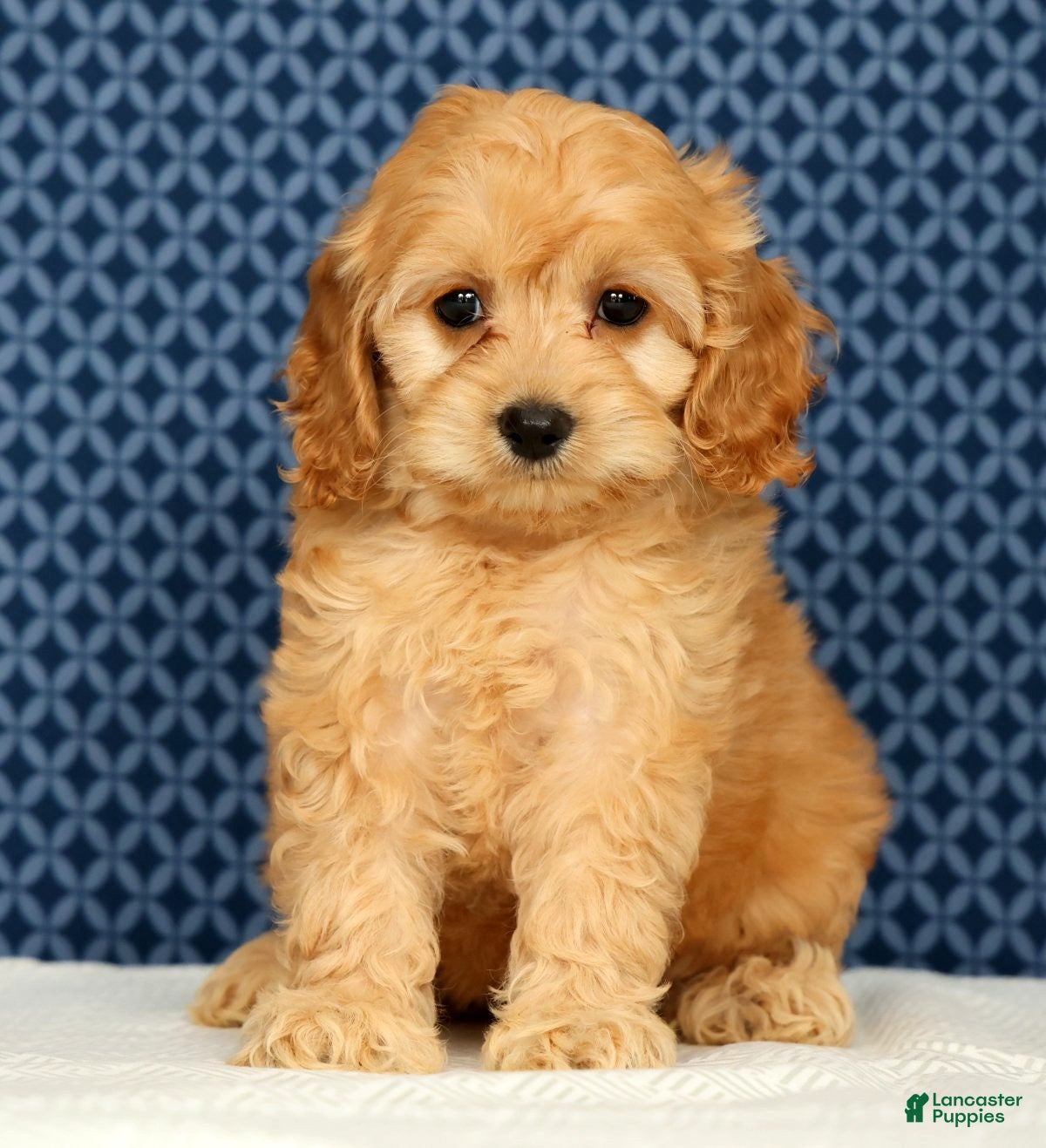 Cockapoo dogs Millie - Ad 1