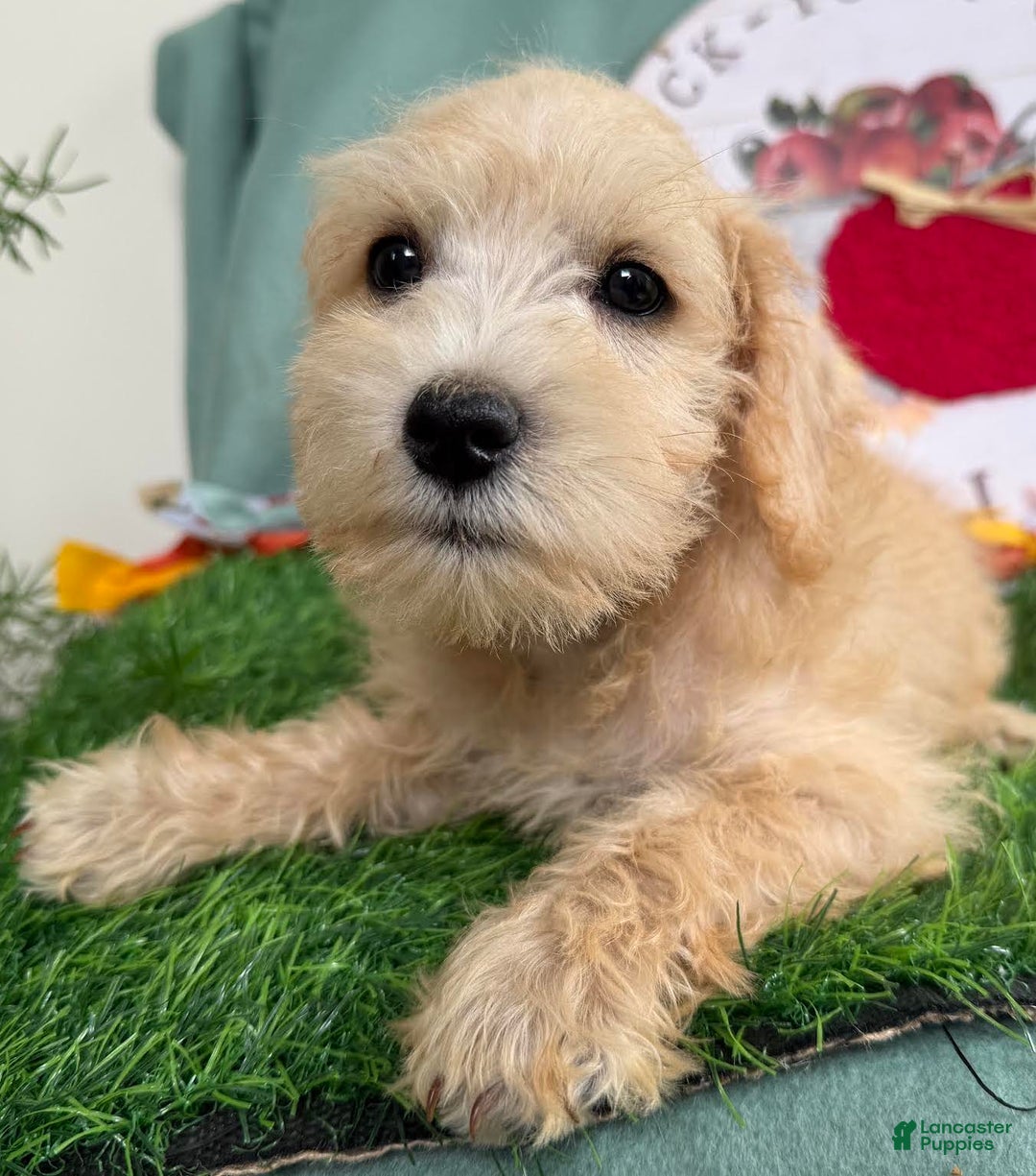 Schnoodle dogs for sale: Isaiah - Ad 13