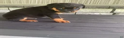 Rottweiler dogs for sale: Deasel  - Ad 1