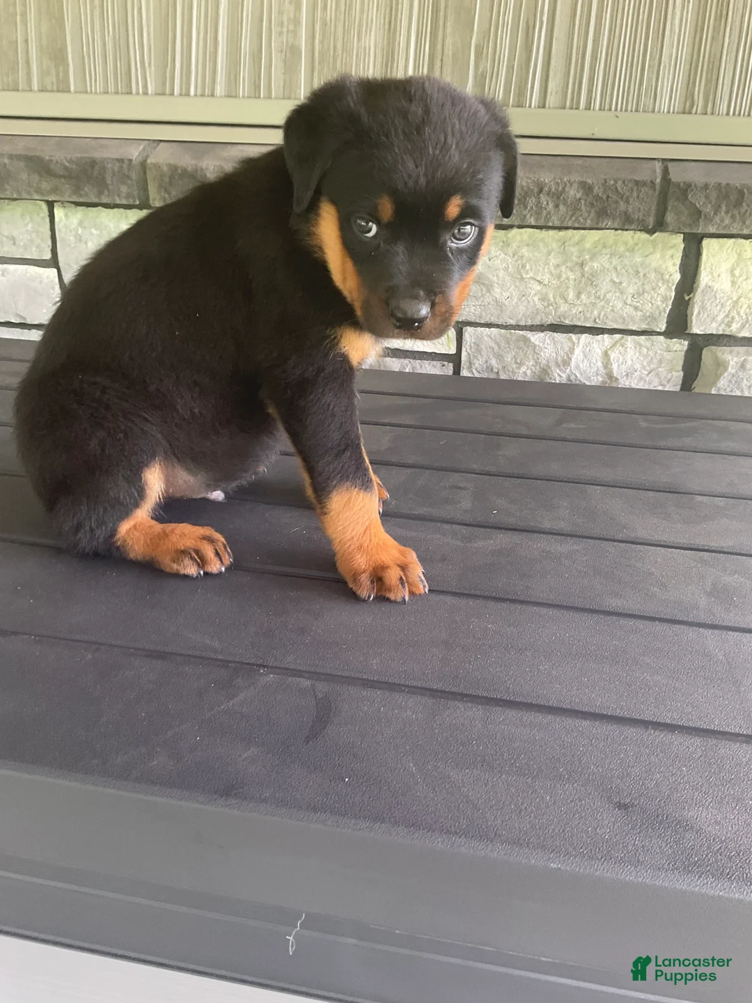 Rottweiler dogs for sale: Deasel  - Ad 1