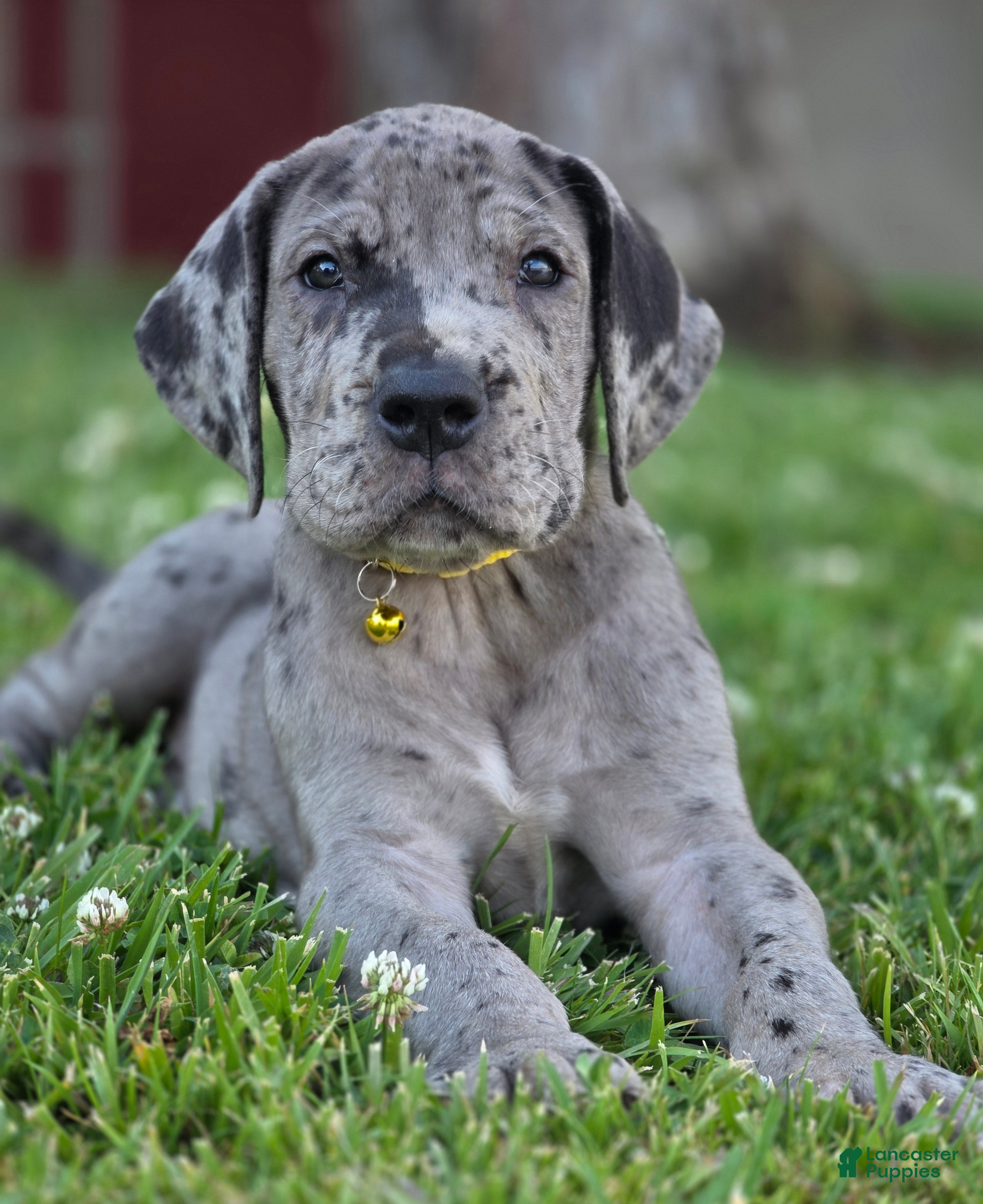 Great Dane dogs Wheeler - Ad 1