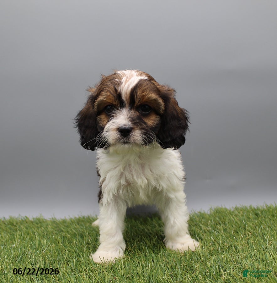 Cockapoo dogs Thunder - Ad 1