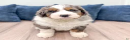 Bernedoodle dogs for sale: Captain - Ad 6