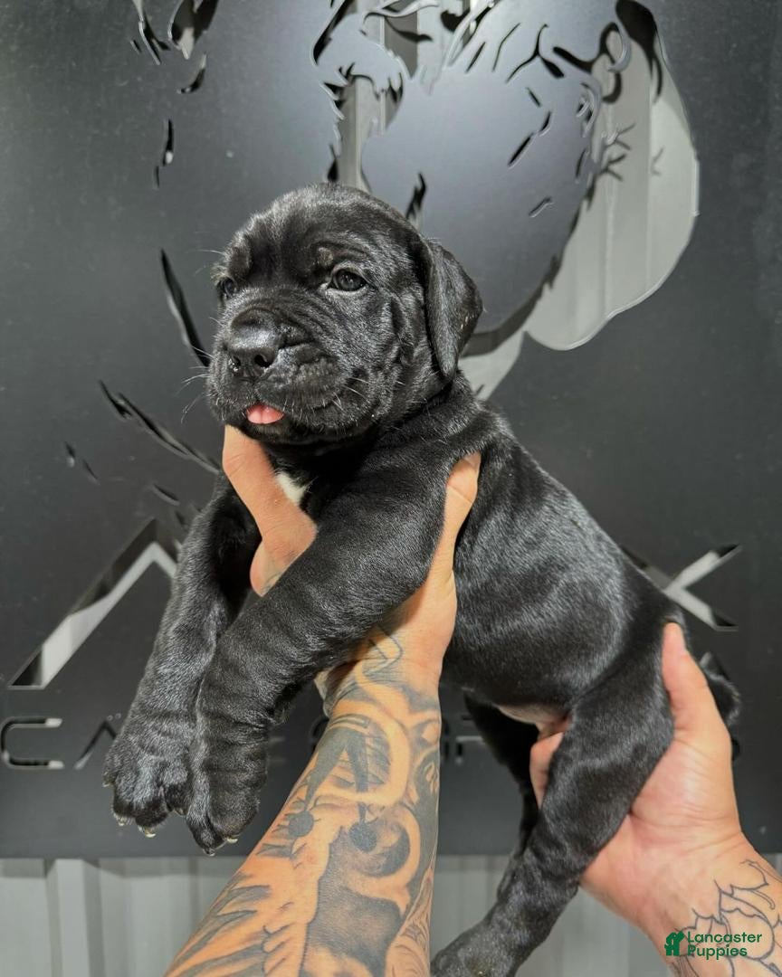 Cane Corso dogs Nova - Ad 6
