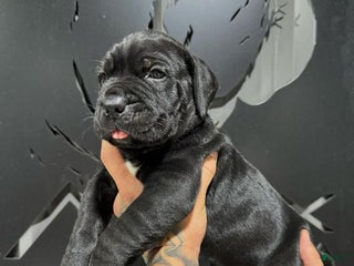 Cane Corso dogs Nova - Ad 6