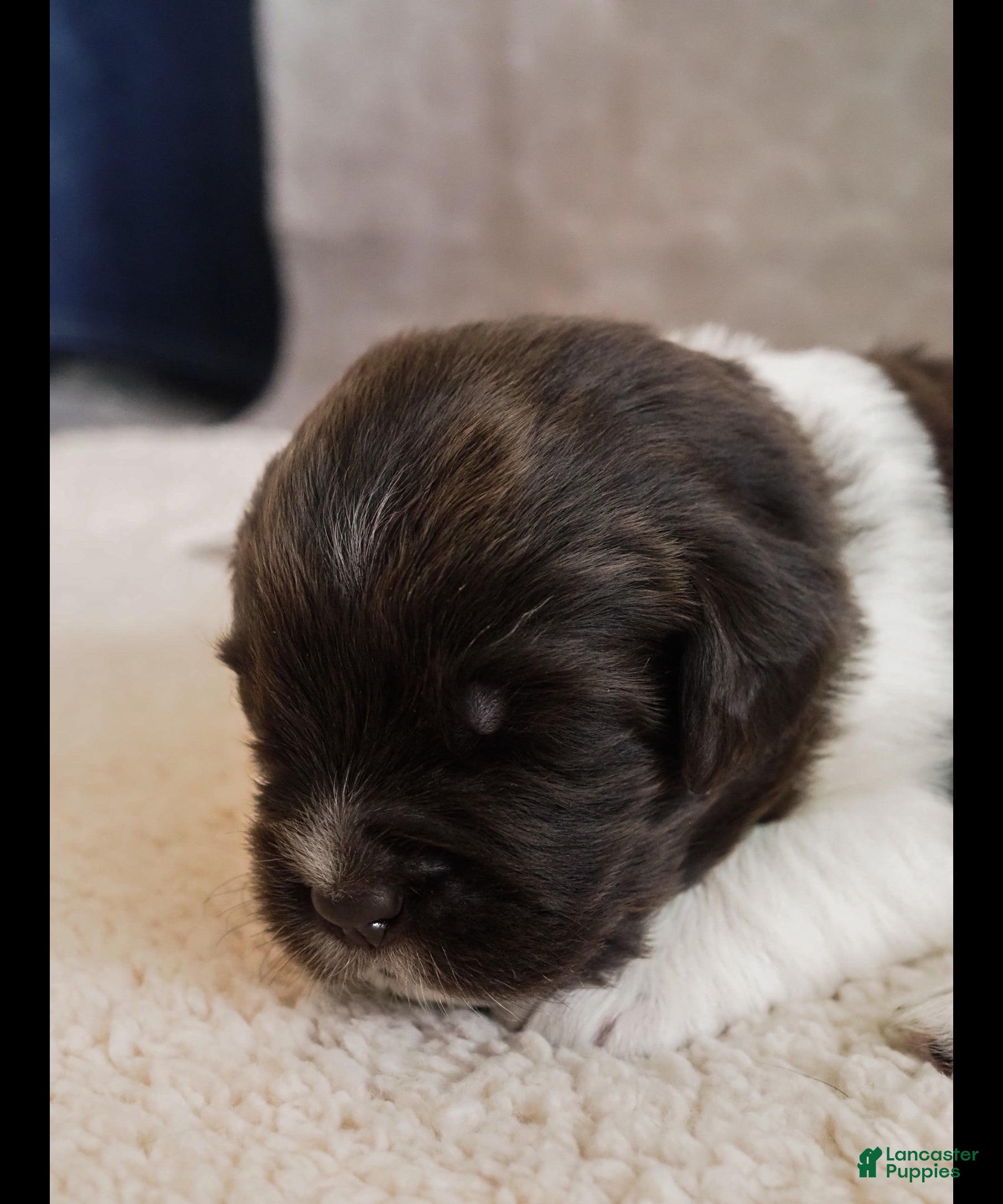 Newfoundland dogs Talia (red collar) - Ad 1