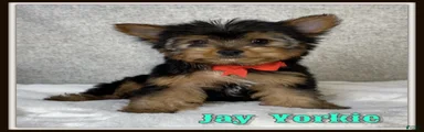 Jay