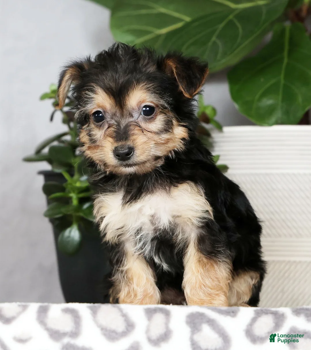 Yochon dogs for sale: Yoshi - Ad 2