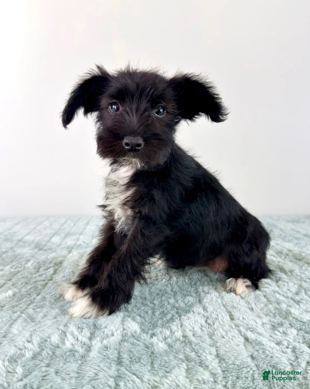 Miniature Schnauzer dogs for sale: AKC Sophie  - Ad 2